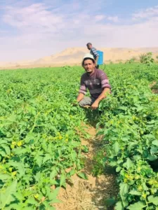عندما يبتسم النيل لصحراء النخيل..."الطبلاوى" يعيد اكتشاف خط إنتاج لدعم الاكتفاء والتصدير 29 - جريدة المساء