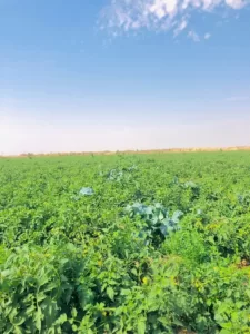 عندما يبتسم النيل لصحراء النخيل..."الطبلاوى" يعيد اكتشاف خط إنتاج لدعم الاكتفاء والتصدير 36 - جريدة المساء عندما يبتسم النيل لصحراء النخيل..."الطبلاوى" يعيد اكتشاف خط إنتاج لدعم الاكتفاء والتصدير 35 - جريدة المساء