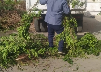 رفع 2 طن من مخلفات الأشجار داخل هيئة الإسعاف بكوم الدكة في الإسكندرية 18 - جريدة المساء