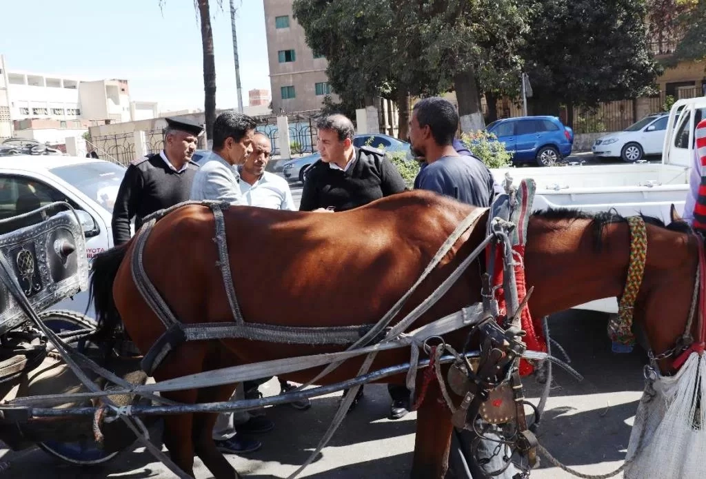 من أجل الظهور المشرف أمام الزائرين .. محافظ أسوان يكلف بتنظيم حملة على عربات الحنطور لتنظيم حركة سيرها 25 - جريدة المساء