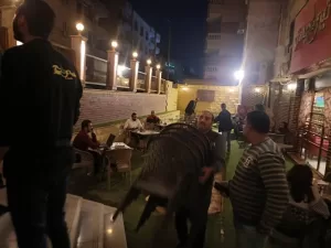 تسبب إزعاجًا للمواطنين وتعيق الحركة.. محافظة الجيزة تشمع مقاهٍي مخالفة بحدائق الأهرام وترفع ١١٠٠ حالة إشغال وتعدٍّ على الطريق العام 37 - جريدة المساء