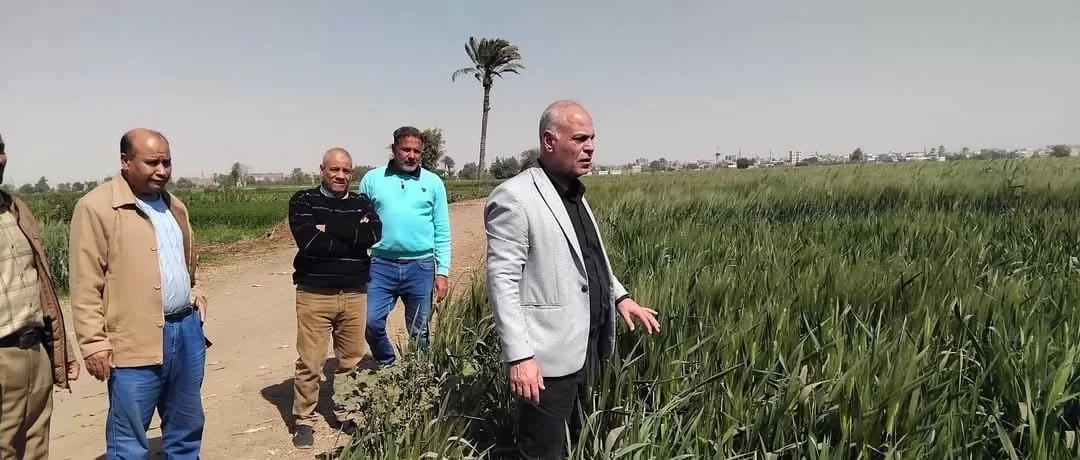 مدير زراعة المنيا يتفقد الحقول الإرشادية لمحصول القمح 19 - جريدة المساء