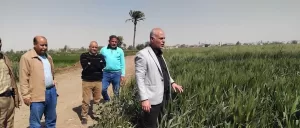 مدير زراعة المنيا يتفقد الحقول الإرشادية لمحصول القمح 11 - جريدة المساء