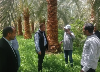 الزراعة: المركزية لمكافحة الآفات تفتتح ورشة عمل حول الادارة المتكاملة لسوسة النخيل الحمراء بمدينة الداخلة 14 - جريدة المساء