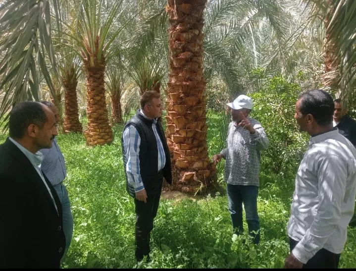 الزراعة: المركزية لمكافحة الآفات تفتتح ورشة عمل حول الادارة المتكاملة لسوسة النخيل الحمراء بمدينة الداخلة 19 - جريدة المساء