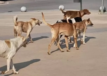 انتشار الكلاب الضالة بأبوخليفة الإسماعيلية ..ظاهرة تفوق الاحتمال !!  17 - جريدة المساء