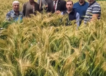 محافظ الجيزة يتابع استعدادات استقبال موسم حصاد القمح 19 - جريدة المساء