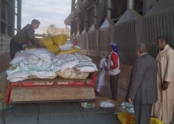 بدء موسم توريد القمح.. بالمنوفية 17 - جريدة المساء