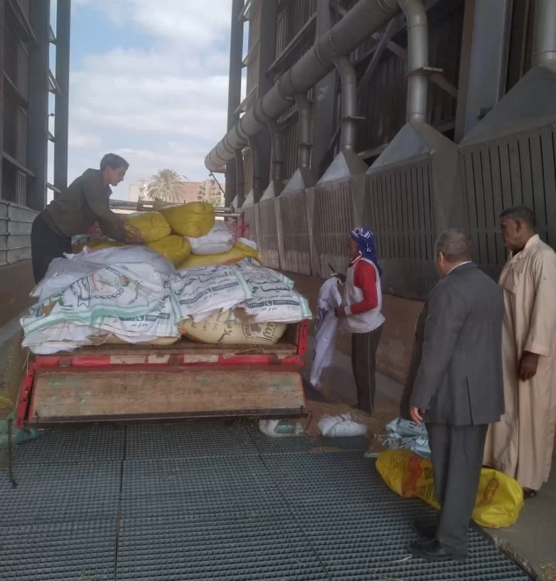 بدء موسم توريد القمح.. بالمنوفية 19 - جريدة المساء