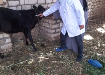 بيطري قنا يواصل حملة التحصين ضد الحمى القلاعية وحمى الوادي المتصدع 27 - جريدة المساء