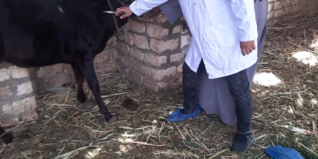 بيطري قنا يواصل حملة التحصين ضد الحمى القلاعية وحمى الوادي المتصدع 1 - جريدة المساء