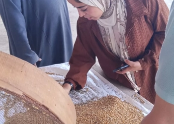 ب2200 جنيه للأردب.. "الجيزة" تفتح أبواب الصوامع العشرة لاستقبال القمح من المزارعين 20 - جريدة المساء