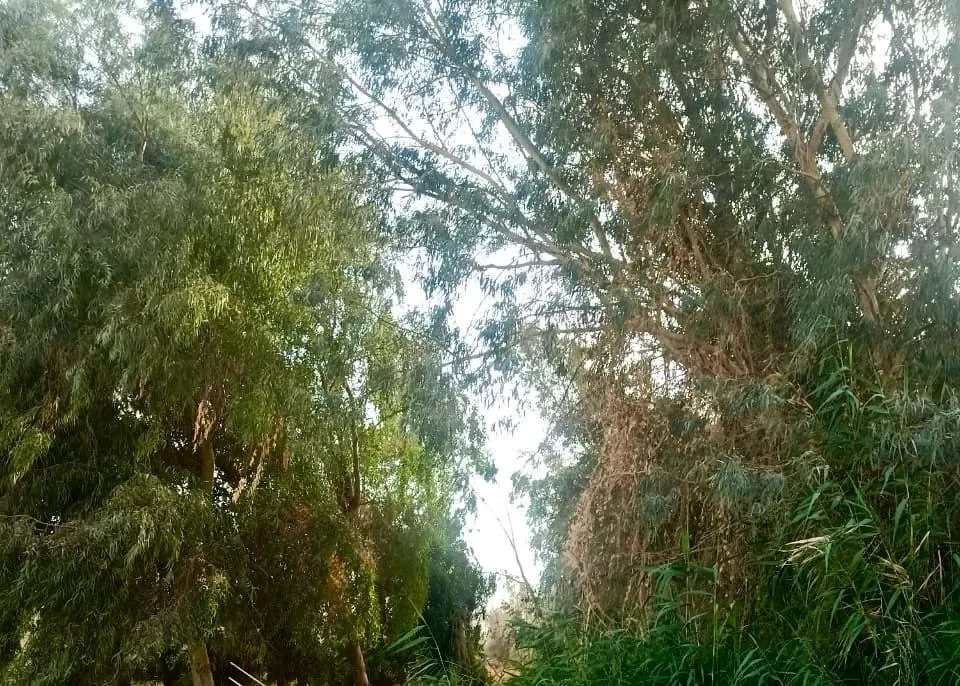 “مياه الفيوم” تساهم في تعزيز الاستدامة بزراعة الأشجار الخشبية باستخدام مياه الصرف الصحي المعالجة 21 - جريدة المساء