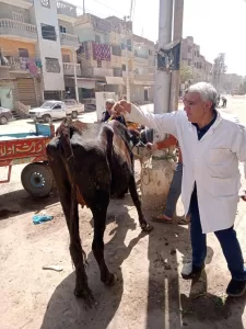 محافظة الجيزة تضبط 91 طن مصنعات لحوم ودواجن وأسماك فاسدة في ٣ شهور 22 - جريدة المساء