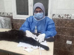 محافظة الجيزة تضبط 91 طن مصنعات لحوم ودواجن وأسماك فاسدة في ٣ شهور 26 - جريدة المساء