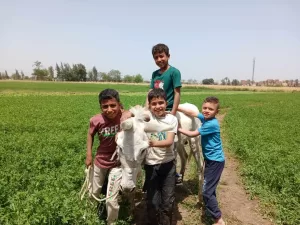 شم النسيم على طريقة الشرقية: "كارو" وتوت وحديقة الحيوان كاملة العدد 26 - جريدة المساء