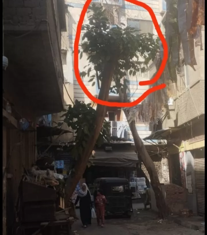 حى السيدة زينب يستجيب لقراء « المساء » 19 - جريدة المساء