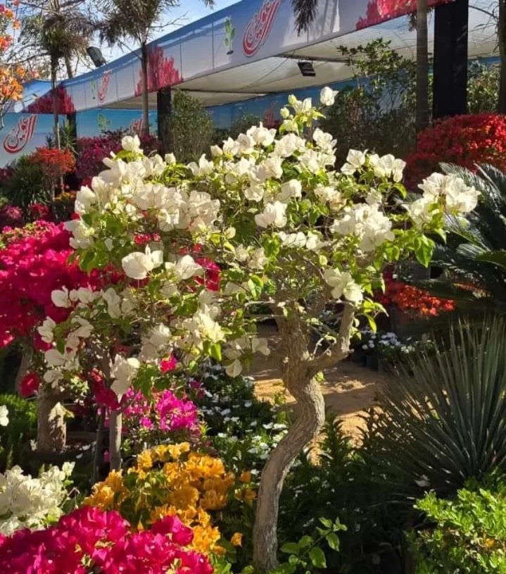 الزراعة : ألوان الطبيعة وأعياد الربيع تزين المتحف الزراعي في معرض زهور الربيع 2025 18 - جريدة المساء