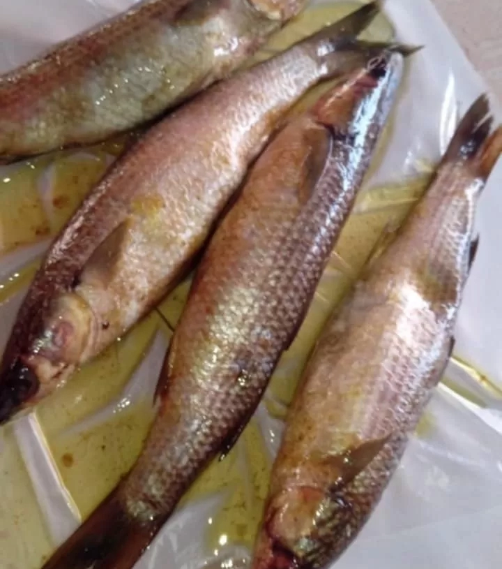 صناعةالفسيخ فى المنزل بطريقة احترافية 19 - جريدة المساء صناعةالفسيخ فى المنزل بطريقة احترافية 18 - جريدة المساء