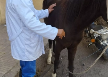 الكشف علي 210 راس ماشيه في قافلة بيطرية وإرشادية مجانية بقرية حجازة قبلي بمركز قوص 33 - جريدة المساء