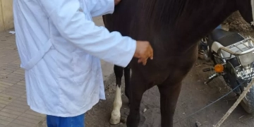 الكشف علي 210 راس ماشيه في قافلة بيطرية وإرشادية مجانية بقرية حجازة قبلي بمركز قوص 1 - جريدة المساء