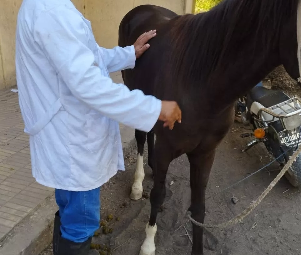 الكشف علي 210 راس ماشيه في قافلة بيطرية وإرشادية مجانية بقرية حجازة قبلي بمركز قوص 19 - جريدة المساء