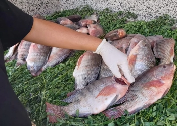 بيطري قنا تشن حملات مكثفة على الأسواق استعداداً لأعياد الربيع 23 - جريدة المساء