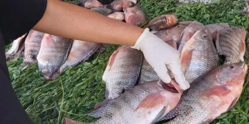 بيطري قنا تشن حملات مكثفة على الأسواق استعداداً لأعياد الربيع 1 - جريدة المساء