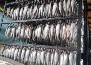 ضبط 15 طن أسماك مملحة و رنجة مجمدة داخل مخزن مخالف بتلا.. تزامناً مع اقتراب شم النسيم 25 - جريدة المساء