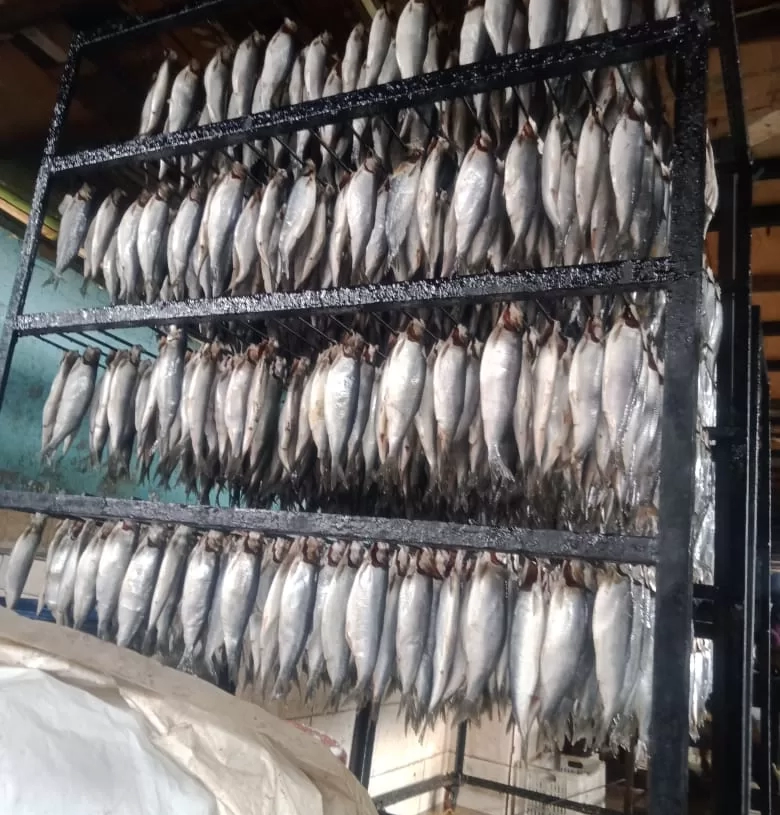 ضبط 15 طن أسماك مملحة و رنجة مجمدة داخل مخزن مخالف بتلا.. تزامناً مع اقتراب شم النسيم 19 - جريدة المساء