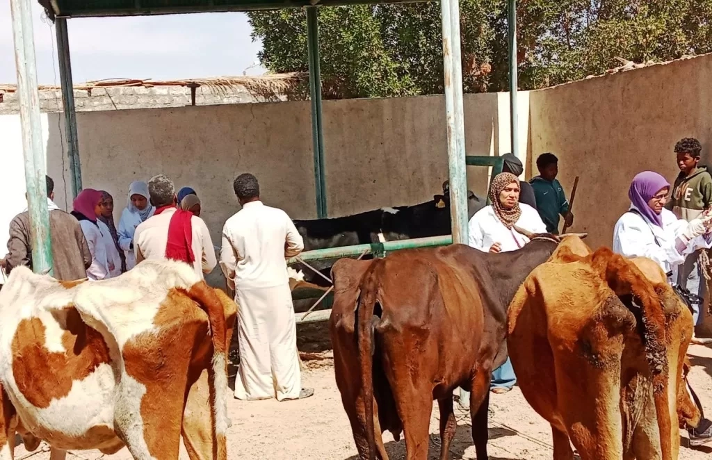 مديرية الطب البيطرى باسوان تستعد لإنطلاق الحملة القومية الأولى لتحصين الثروة الحيوانية ضد مرض الحمى القلاعية وحمى الوادى المتصدع غداً السبت 16 - جريدة المساء