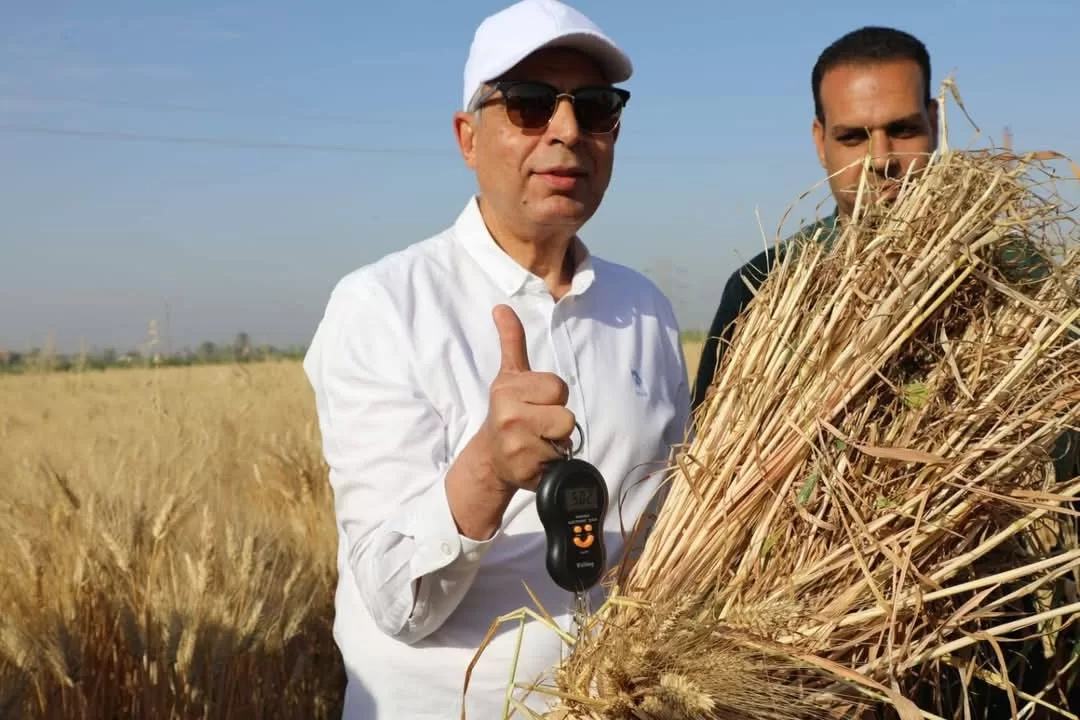 ملحمة السنابل و المناجل من أحد حقول القمح بالتوفيقية مركز سمالوط 19 - جريدة المساء