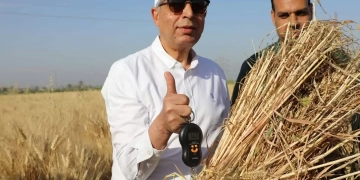 ملحمة السنابل و المناجل من أحد حقول القمح بالتوفيقية مركز سمالوط 1 - جريدة المساء