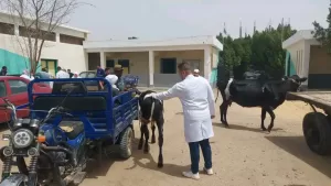 قافلة شاملة لجامعة القناة بقرية الرائد بالسويس ضمن مبادرة "حياة كريمة" 26 - جريدة المساء