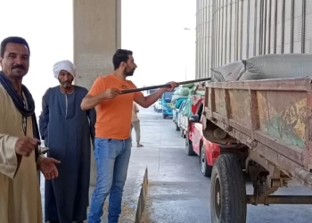 شون وصوامع المنيا تستقبل 230 ألف طن من القمح ضمن موسم توريد 2025 23 - جريدة المساء