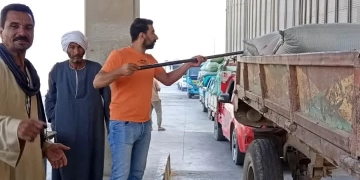 شون وصوامع المنيا تستقبل 230 ألف طن من القمح ضمن موسم توريد 2025 2 - جريدة المساء شون وصوامع المنيا تستقبل 230 ألف طن من القمح ضمن موسم توريد 2025 1 - جريدة المساء