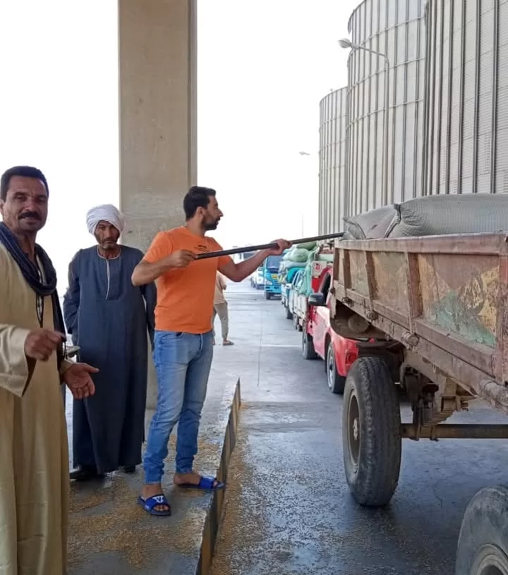 شون وصوامع المنيا تستقبل 230 ألف طن من القمح ضمن موسم توريد 2025 20 - جريدة المساء شون وصوامع المنيا تستقبل 230 ألف طن من القمح ضمن موسم توريد 2025 19 - جريدة المساء