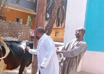 مديرية الطب البيطرى تنجح فى تحصين 40 ألف رأس من الثروة الحيوانية باسوان 18 - جريدة المساء