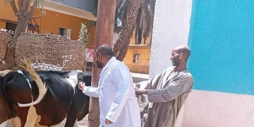 مديرية الطب البيطرى تنجح فى تحصين 40 ألف رأس من الثروة الحيوانية باسوان 5 - جريدة المساء