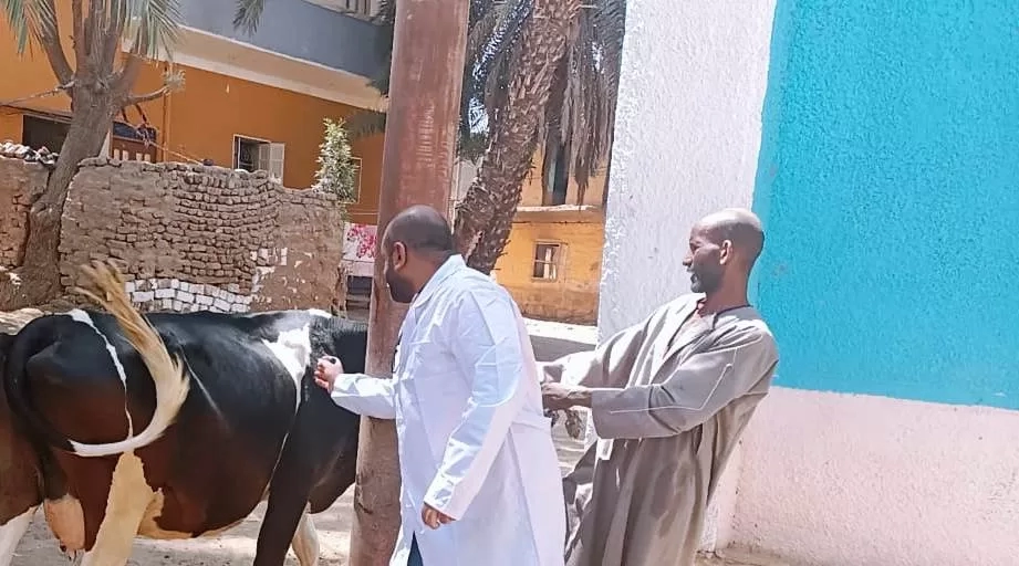 مديرية الطب البيطرى تنجح فى تحصين 40 ألف رأس من الثروة الحيوانية باسوان 21 - جريدة المساء