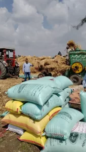 الشرقية تتصدر محافظات الجمهورية في توريد القمح المحلي.. أكثر من 570 ألف طن حتى الآن وسط إشادة بجهود الرئيس السيسي 46 - جريدة المساء