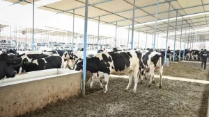 لتدعم صغار المربين بتوفير الروؤس المحسنة ذات الإنتاجية العالية وتوفير فرص العمل.. وزير الزراعة و محافظ الشرقية ورئيس البنك الزراعي يطلقون المرحلة الثانية من مبادرة "إحلم" لدعم صغار المربين بقرية التلين بمنيا القمح 28 - جريدة المساء