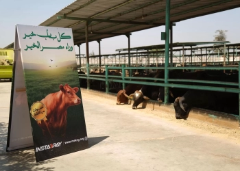 "مصر الخير" تطلق صك الأضحية لتوزيع اللحوم على 700 ألف أسرة أولى بالرعاية  17 - جريدة المساء