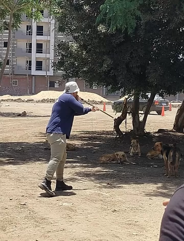 حملات مكثفة لتحصين الكلاب الضالة ضد السعار .. بالمنوفية  21 - جريدة المساء
