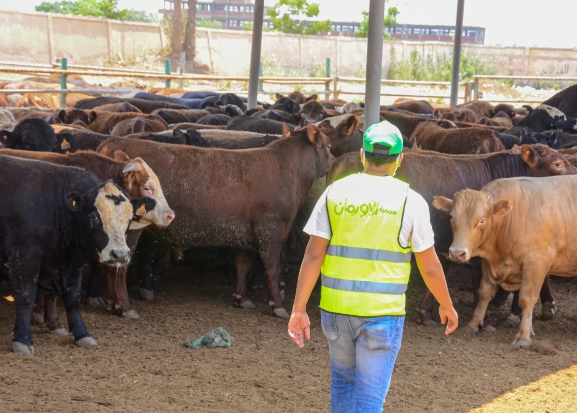 خلال عيد الأضحى المبارك.. 50 ألف كيلو لحوم أضاحٍ و75 عجلًا بلديًا للأسر الأولى بالرعاية بقرى ونجوع المنيا 17 - جريدة المساء