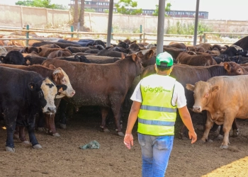 خلال عيد الأضحى المبارك.. 50 ألف كيلو لحوم أضاحٍ و75 عجلًا بلديًا للأسر الأولى بالرعاية بقرى ونجوع المنيا 25 - جريدة المساء