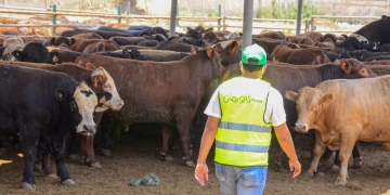 خلال عيد الأضحى المبارك.. 50 ألف كيلو لحوم أضاحٍ و75 عجلًا بلديًا للأسر الأولى بالرعاية بقرى ونجوع المنيا 1 - جريدة المساء