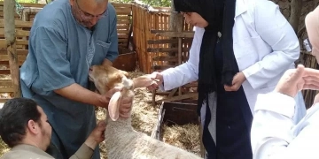 تحصين 350 ألف رأس ماشية ضد الحمى القلاعية و الوادي المتصدع.. بالمنوفية 2 - جريدة المساء تحصين 350 ألف رأس ماشية ضد الحمى القلاعية و الوادي المتصدع.. بالمنوفية 1 - جريدة المساء