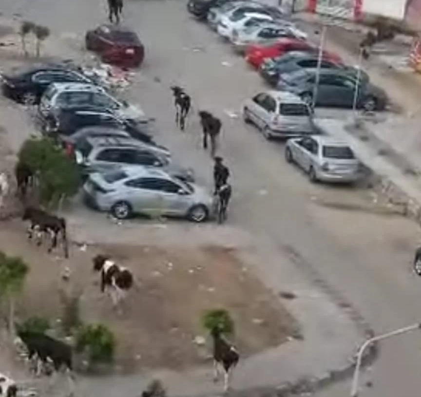 قبل عيد الأضحى.. غرامة مالية ومصادرة للمواشي المنتشرة في أحياء بورسعيد 19 - جريدة المساء