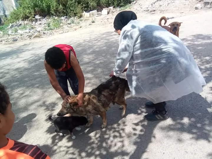 "حي العرب" يتحرك ضد السعار.. حملة مكبرة لتطعيم كلاب الشوارع ببورسعيد 21 - جريدة المساء